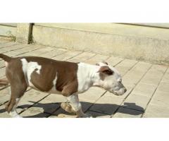 american pit bull terrier puppies (registered)