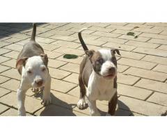 american pit bull terrier puppies (registered)