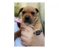 Staffie Puppies for sale