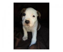 Staffie Puppies for sale