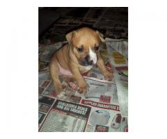 Staffie Puppies for sale