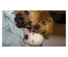 Staffie Puppies for sale