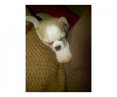 Chihuahua x Pekingese Puppies For Sale