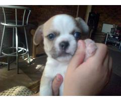 Chihuahua x Pekingese Puppies For Sale