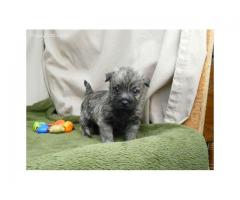 Ready Now! Beautiful Cairn Terrier Puppies Kusa Registered