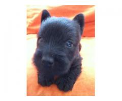 puppies scottish terrier span years