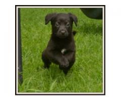 Labrador X Rottweiler pup