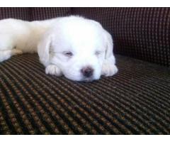 Maltese Cross Pup For Sale