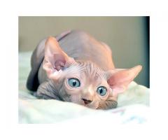 X mass Tica Registered Sphynx kittens