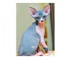 X mass Tica Registered Sphynx kittens