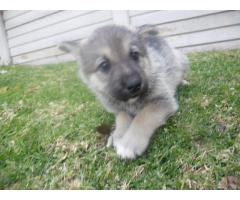 German Sheppard  x  Husky puppies for sale