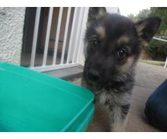 German Sheppard  x  Husky puppies for sale