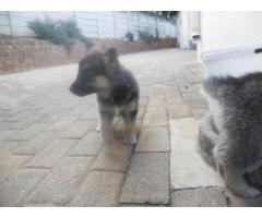 German Sheppard  x  Husky puppies for sale