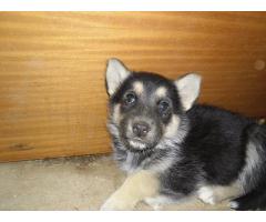 German Sheppard  x  Husky puppies for sale