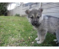 German Sheppard  x  Husky puppies for sale