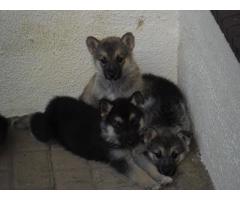 German Sheppard  x  Husky puppies for sale