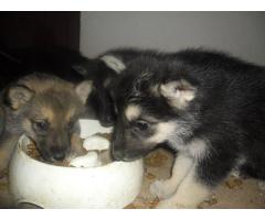 German Sheppard  x  Husky puppies for sale