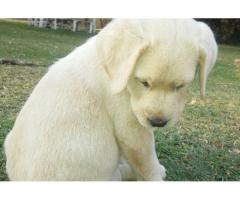 Labrador Puppies for sale (pure bred)