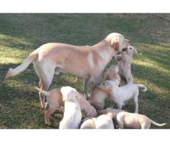 Labrador Puppies for sale (pure bred)