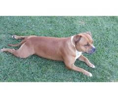 Purebred staffie puppies for sale