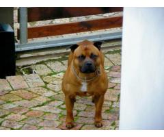 Purebred staffie puppies for sale