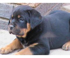 Beautiful Rottweiler puppies for sale