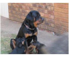 Beautiful Rottweiler puppies for sale