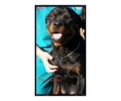 Rottweiler puppies for sale