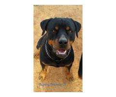 Rottweiler puppies for sale