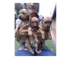 Adorable American Staffie puppies for sale