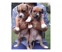 Adorable American Staffie puppies for sale