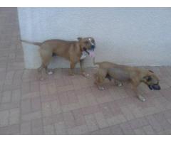 Adorable American Staffie puppies for sale