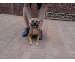 Adorable American Staffie puppies for sale