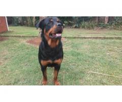 Purebred Rottweiler Puppy for sale