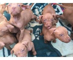 American Pit Bull Terrier (Red Nose) Puppies for sale