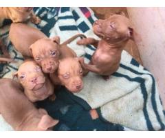 American Pit Bull Terrier (Red Nose) Puppies for sale