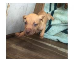 American Pit Bull Terrier (Red Nose) Puppies for sale