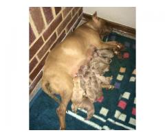 American Pit Bull Terrier (Red Nose) Puppies for sale