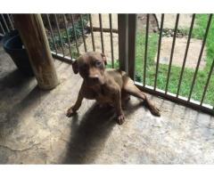 American Pit Bull Terrier (Red Nose) Puppies for sale