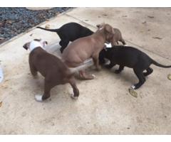 American Pit-Bull Terrier puppies for sale (Registered)