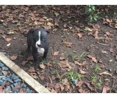 American Pit-Bull Terrier puppies for sale (Registered)