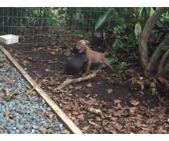 American Pit-Bull Terrier puppies for sale (Registered)