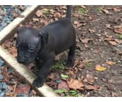 American Pit-Bull Terrier puppies for sale (Registered)