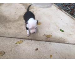 American Pit-Bull Terrier puppies for sale (Registered)