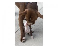 American Pit-Bull Terrier puppies for sale (Registered)