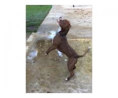 American Pit-Bull Terrier puppies for sale (Registered)