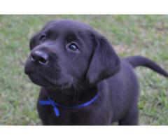 Pure bred black labrador retriever puppies for sale