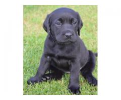 Pure bred black labrador retriever puppies for sale