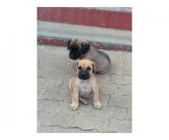 Pure bred boerboel puppies for sale