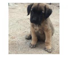 Pure bred boerboel puppies for sale